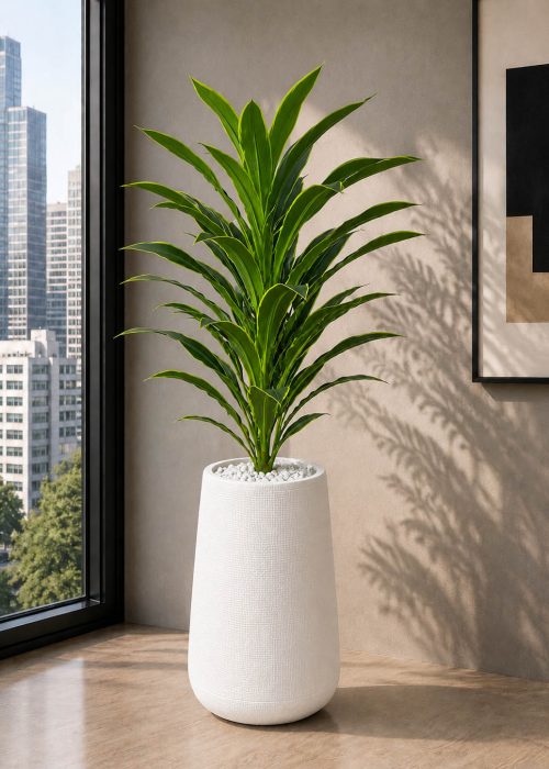 Ivory Green Snake Plant (PL1075)