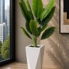 Banana Plant (PL1079)