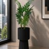 Swiss Cheese Plant (PL1080)