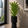 Emerald Snake Plant (PL1081)