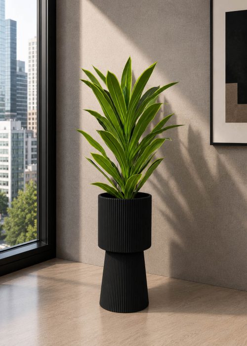 Emerald Snake Plant (PL1081)