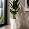 Ivory Bird of Paradise Plant (PL1083)