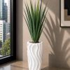 Midnight Agave (PL1085)
