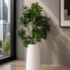 Ivory Umbrella Plant (PL1086)