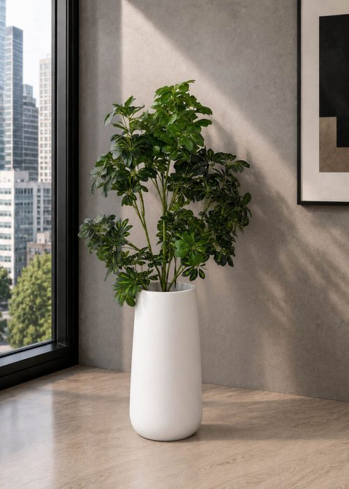 Ivory Umbrella Plant (PL1086)