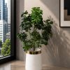 Noir Umbrella Plant (PL1088)