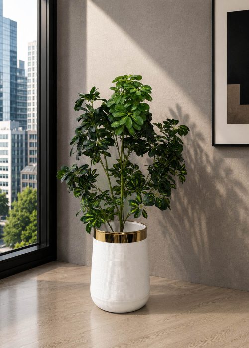 Noir Umbrella Plant (PL1088)