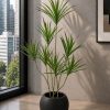 Dracaena Elegance Plant (PL1090)