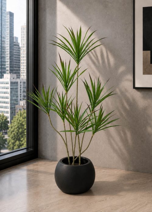 Dracaena Elegance Plant (PL1090)
