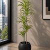 Dracaena Warneckii Plant (PL1092)