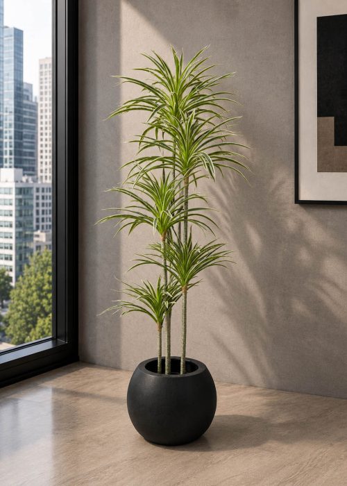 Dracaena Warneckii Plant (PL1092)