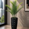 Areca Plam Plant (PL1093)