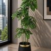 Tamarind Tree (PL1094)