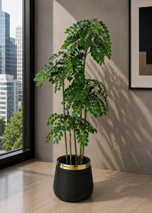 Tamarind Tree (PL1094)
