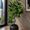 Ficus Elastica (PL1096)