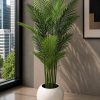 Areca Plant (PL1103)