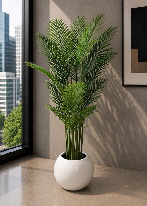 Areca Plant (PL1103)