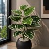 Variegated Plant (PL1104)