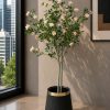 Champa Flower Plant (PL1105)