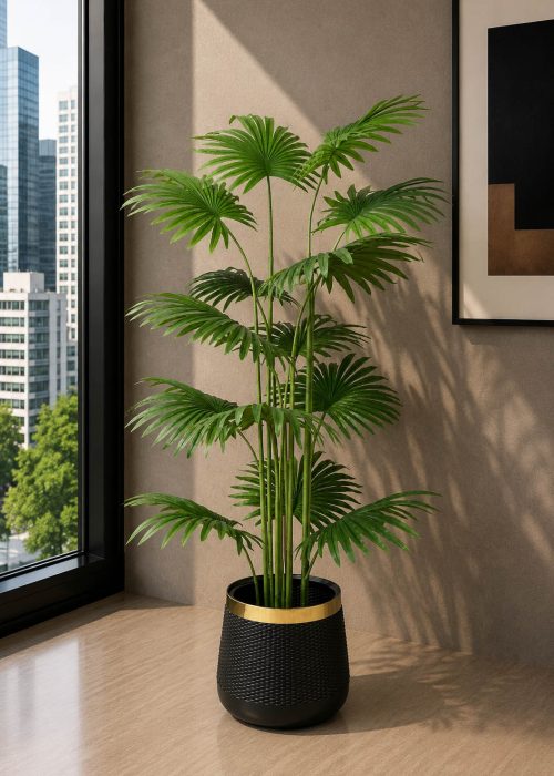 Fan Palm (PL1107)