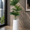 Areca Plant (PL1108)