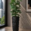 Cheecho Plant (PL1109)