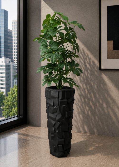 Cheecho Plant (PL1109)