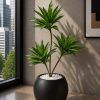 Dracaena Plant (PL1111)