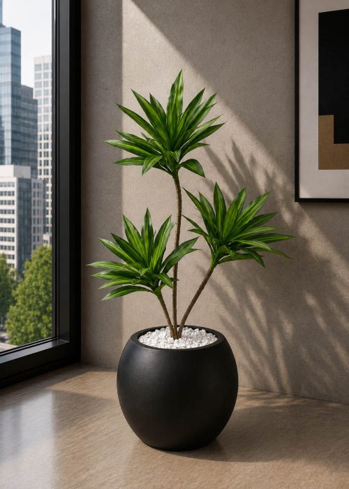 Dracaena Plant (PL1111)
