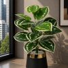 Dumb Cane Plant (PL1113)