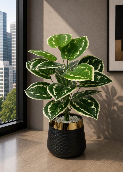 Dumb Cane Plant (PL1113)
