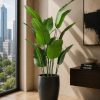 Banana Plant (PL1118)