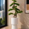 Bonsai Topiary Tree (PL1120)
