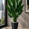 Premium Banana Plant (PL1122)