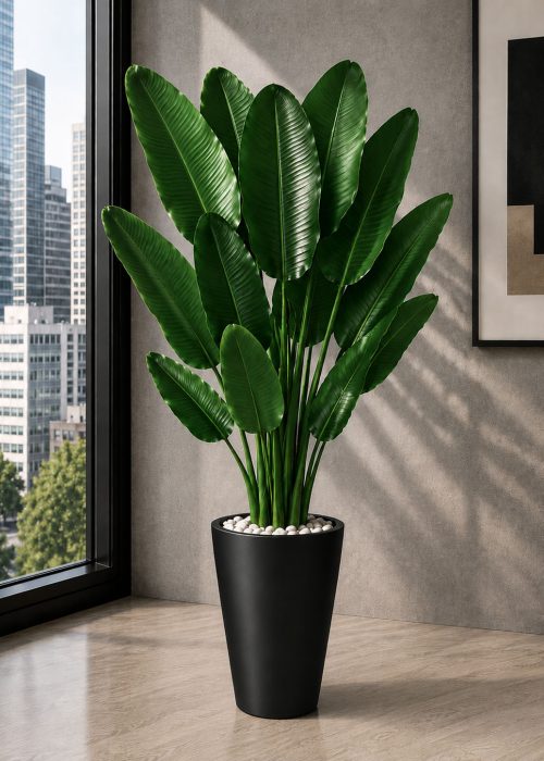 Premium Banana Plant (PL1122)