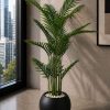 Premium Areca Plant (PL1124)