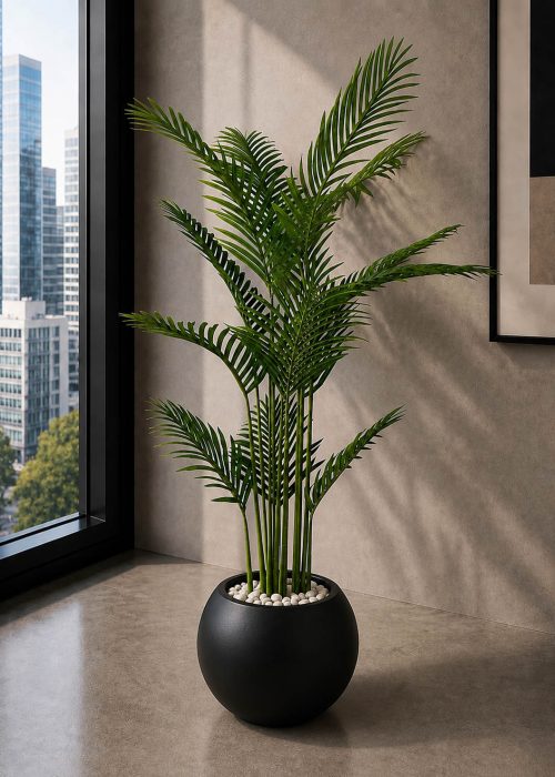 Premium Areca Plant (PL1124)
