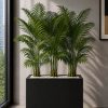 Royal Areca Palm (PL1125)