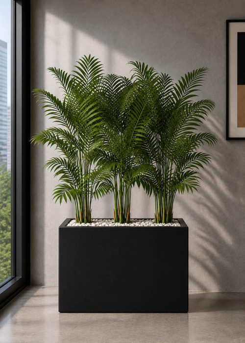 Royal Areca Palm (PL1125)