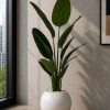 Banana Plant (PL1126)
