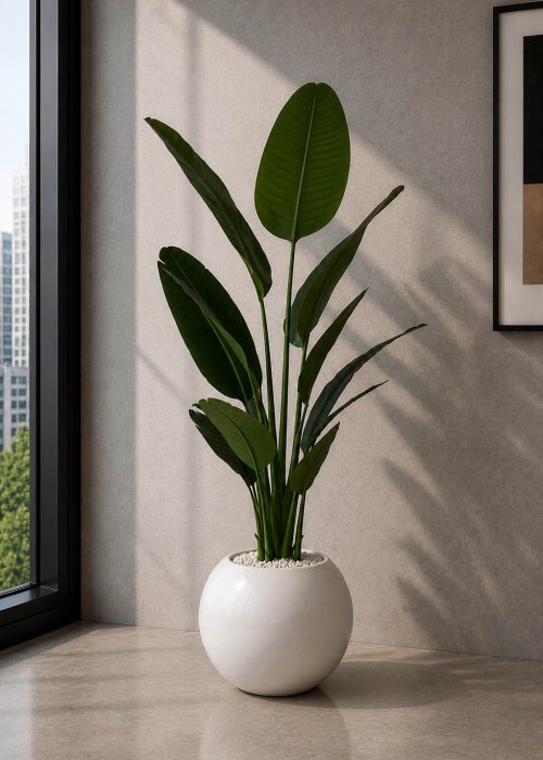Banana Plant (PL1126)