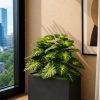 Money Plant (PL1061)