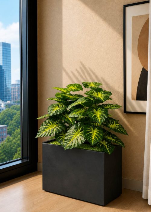 Money Plant (PL1061)