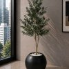 Olive Plant (PL1130)