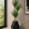 Agave Plant (PL1131)