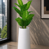 Dumb Cane (PL1177)