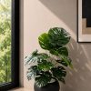 Monstera Plant (PL1159)
