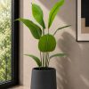 Banana Plant (PL1134)