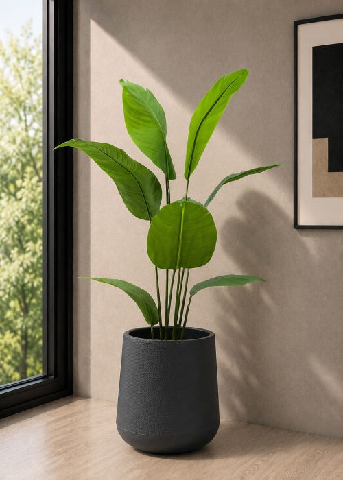 Banana Plant (PL1134)