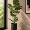Monstera Plant (PL1136)
